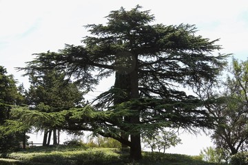 Old cedar