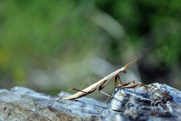 European mantis (Mantis religiosa) female on rough wooden gray background, soft blurry green grass backdrop