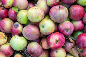 Rotten apples