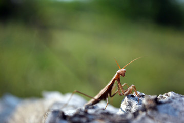 European mantis (Mantis religiosa) female on rough wooden gray background, soft blurry green grass backdrop