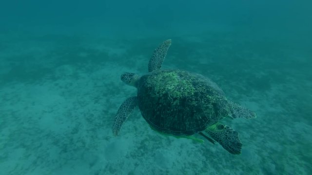 Green sea turtle in the water column (Chelonia mydas) Follow shot, Underwater shot, 4K / 60fps
