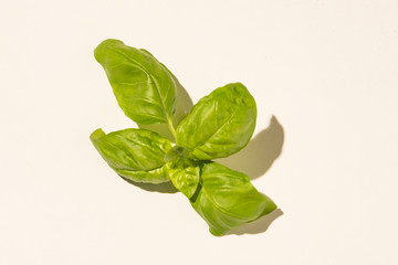 Basilikum