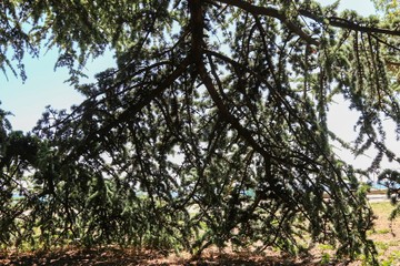Evergreen trees branch 
