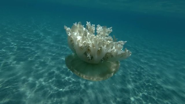 Upside Down Jellyfish Cassiopea andromeda swim over sandy bottom (Underwater shot, 4K / 60fps)
