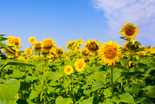Fields of sunflower, farming sunflower oil beautiful landscape of yellow flowers of sunflowers against the blue sky, copy space