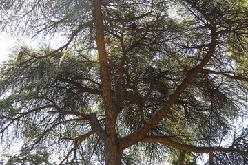 Evergreen tree in sunlight 