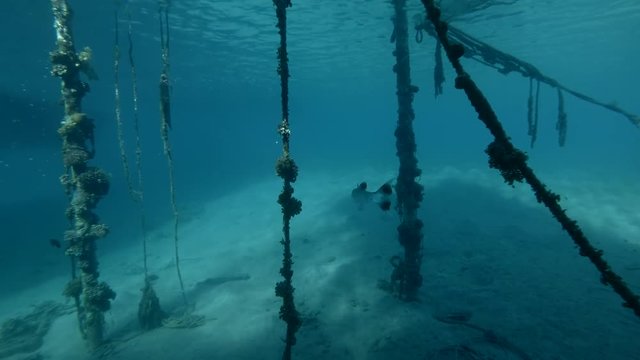 Great Barracuda Sphyraena barracuda stands under the pier. Red sea, Marsa Alam, Egypt (Underwater shot, 4K / 60fps)
