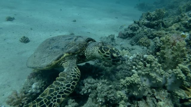 Sea turtle eats soft coral by thoroughly chewing it. Red sea, Marsa Alam, Abu Dabab, Egypt (Underwater shot, 4K / 60fps) 
