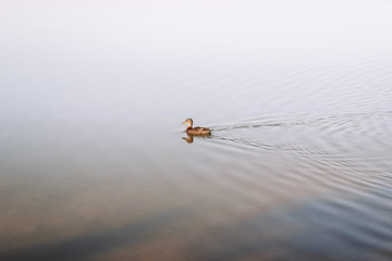 Duck swims on a lake