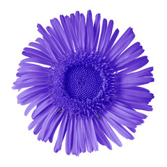 indigo  blue wild flower isolated on white background. Flower bud close up. Nature.