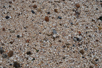 Shells on Beach