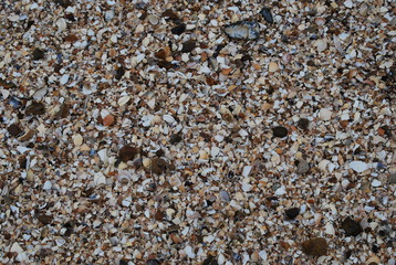 Shells on Beach