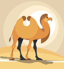 Camel