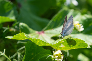 Silver Studded Blue Butterfly.  ( Plebejus Argus)