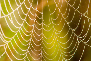 Fototapeta premium Light drops of dew on a beautiful web in the summer in a fog at dawn