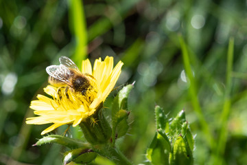 Bee Covered In Pollen.