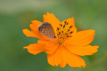 Macro details of butterfly on summer cosmos flower