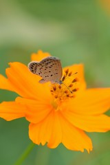 Macro details of butterfly on summer cosmos flower
