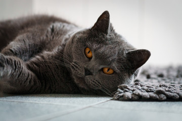 Britisch kurzhaar Katze, liegend