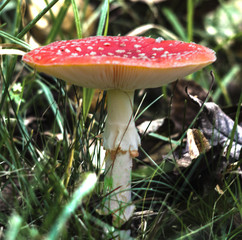 the most showy mushroom in the forest, Amanita Muscaria