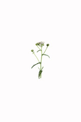 Yarrow flower isolated at white background