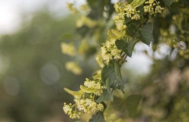 Blooming linden, lime tree in bloom, bumblebee. Tilia cordata tree. Linden bloom power. Tilia cordata tree flowers (small-leaved lime, littleleaf linden or small-leaved linden)