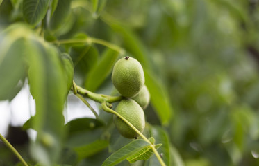 Walnut tree with unripe fruits (Juglans regia). Walnut tree (Juglans regia) branch with fruit