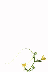 Young cucumber with yellow flower at white background, botanical frame