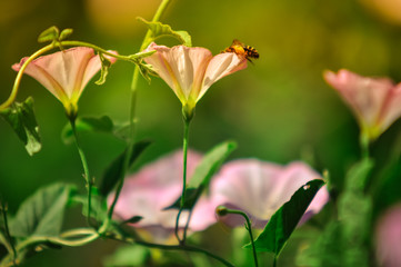 Morning glory, Convolvulus arvensis. Fuzzy pink flowers in garden with soft blurred background. Colorful flowers blooming in summer time. Flower closeup, soft toning. A place for your inscription.