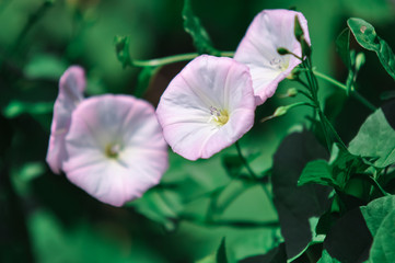 Morning glory, Convolvulus arvensis. Fuzzy pink flowers in garden with soft blurred background. Colorful flowers blooming in summer time. Flower closeup, soft toning. A place for your inscription.