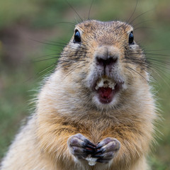 Portrait of cute wild gopher eating grain in the field. Rodent in wild nature looking into camera....
