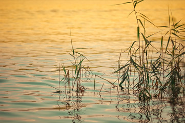 Green tufts of aquatic grass