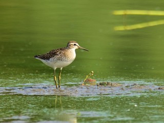 The wood sandpiper (Tringa glareola)