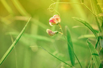 Macro shot of a pink sweet pea (Lathyrus odoratus) bloom with soft blurred background. Colorful...