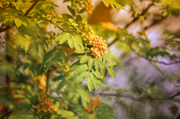 Red mountain ash on a branch, macro photo with selective focus, soft toning. Nature concept. Autumnal colorful red rowan branch. red ripe rowan berry branch. bunch of orange ashberry