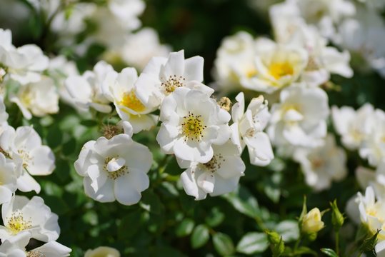 Spring roses in various varieties