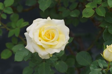 Spring roses in various varieties

