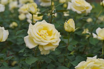 Spring roses in various varieties
