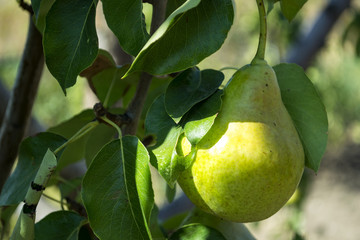 The ripe pears on the tree.