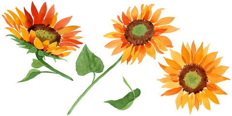 Watercolor orange sunflower flower. Floral botanical flower. Isolated illustration element. Aquarelle wildflower for background, texture, wrapper pattern, frame or border.