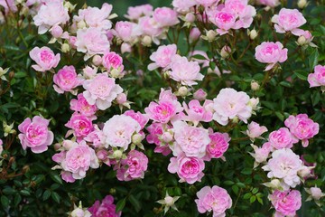 Spring roses in various varieties
