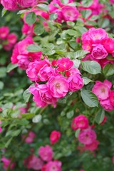 Spring roses in various varieties

