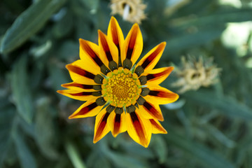 Gazania flower macro shot.