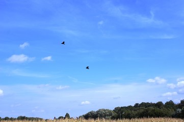 pretty sky,pretty sky, parachute, blue, sport, paragliding, flying, fly, paraglider, clouds, air, freedom, flight, cloud, kite, extreme, adventure, activity, fun, gliding,aircraft