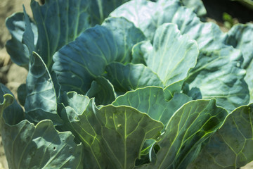 The cabbage in the garden.