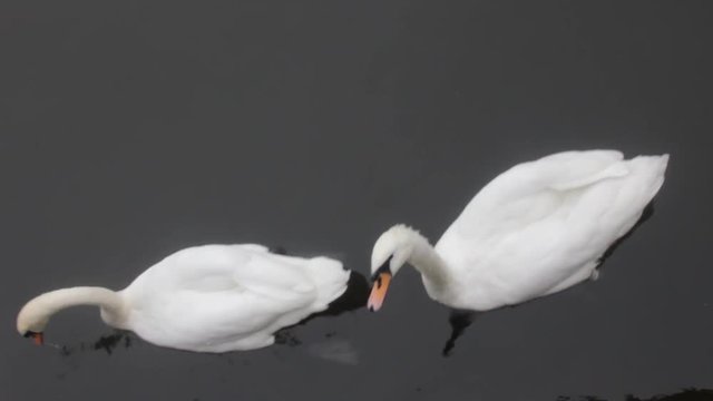 Mute Swan said most beautiful Regal bird because it effectively reveals fether and crucially swims.
