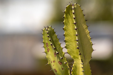 Cactus plant close up