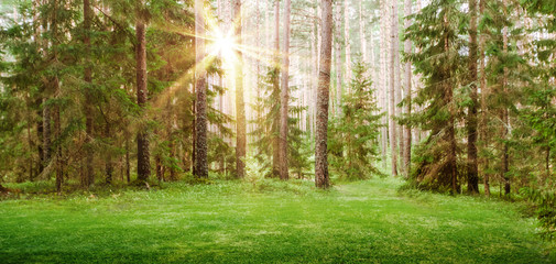 Forest nature background