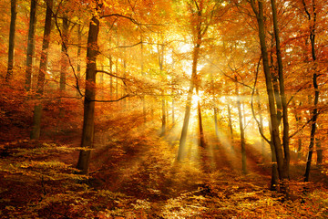 Autumn, Beech Tree Forest, Sunbeams through Fog, Leafs Changing Colour