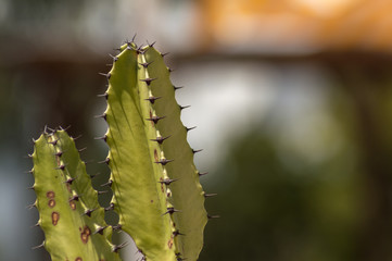 Cactus plant close up